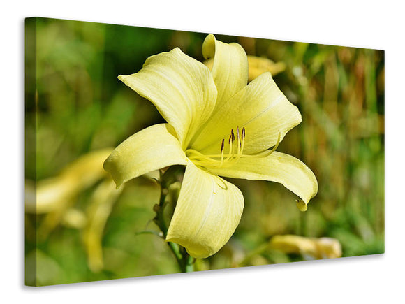 Leinwandbild Lilien Blüte in gelb