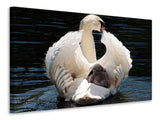 Leinwandbild Mama und Baby Schwan