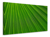 Leinwandbild Palm Streifen 1