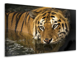 Leinwandbild Tiger im Wasser