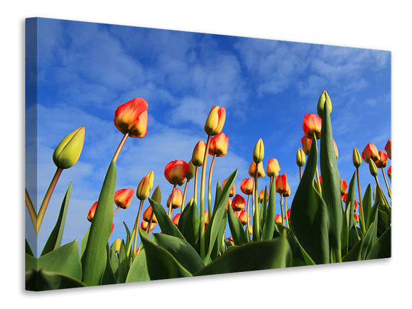 Leinwandbild Tulpen ragen zum Himmel