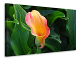 Leinwandbild Wilde Calla