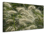 Leinwandbild Ziergrass im Wind